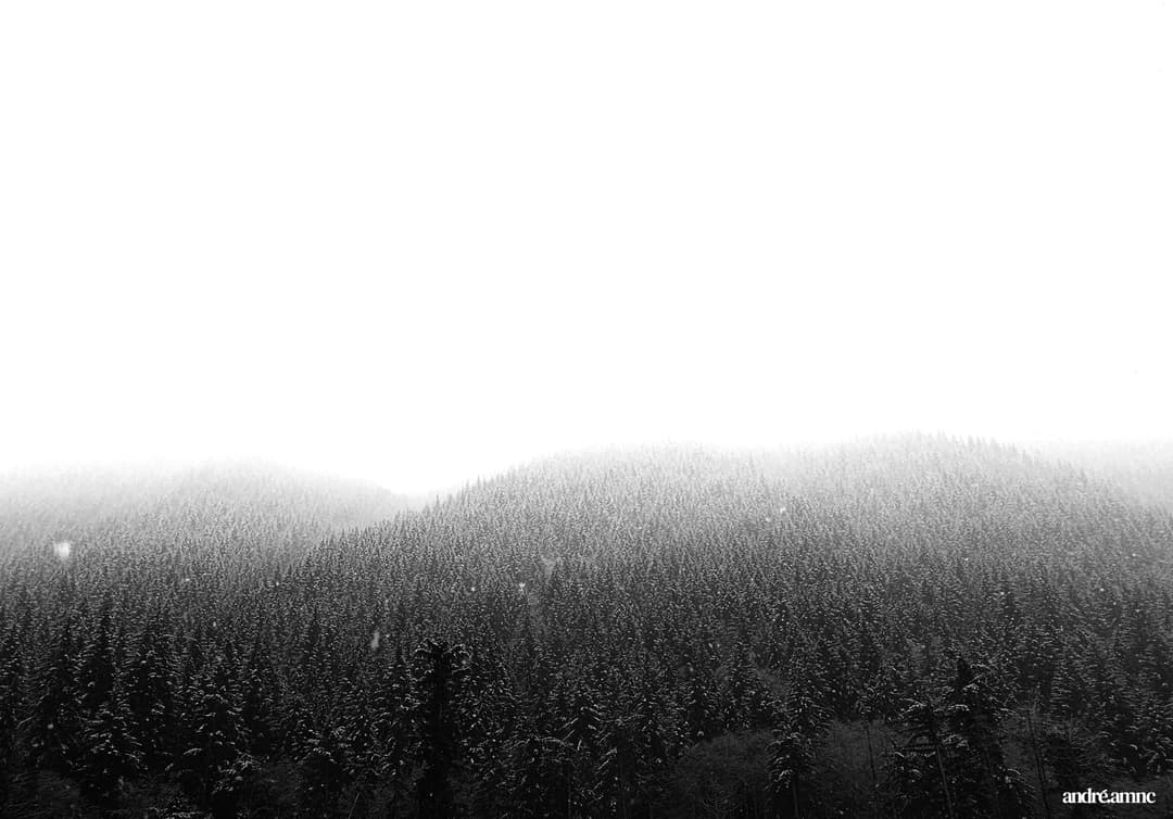 Watercolor forest scene